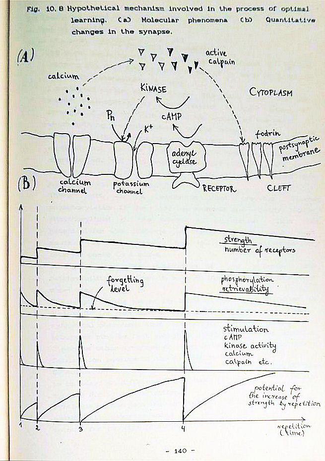 Woźniak's Master's Thesis: Optimization of Learning (1990)