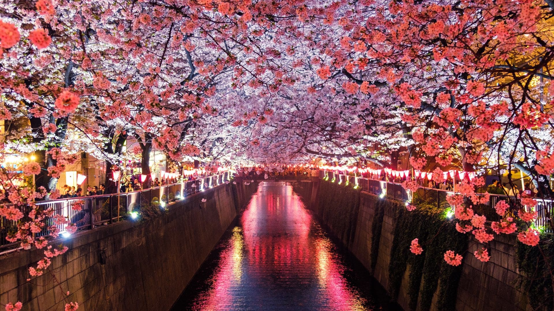 Hanami Japonia